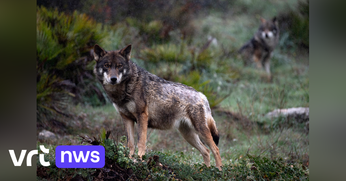 Steeds meer incidenten met wolven in Limburg, ongerustheid bij bevolking neemt toe
