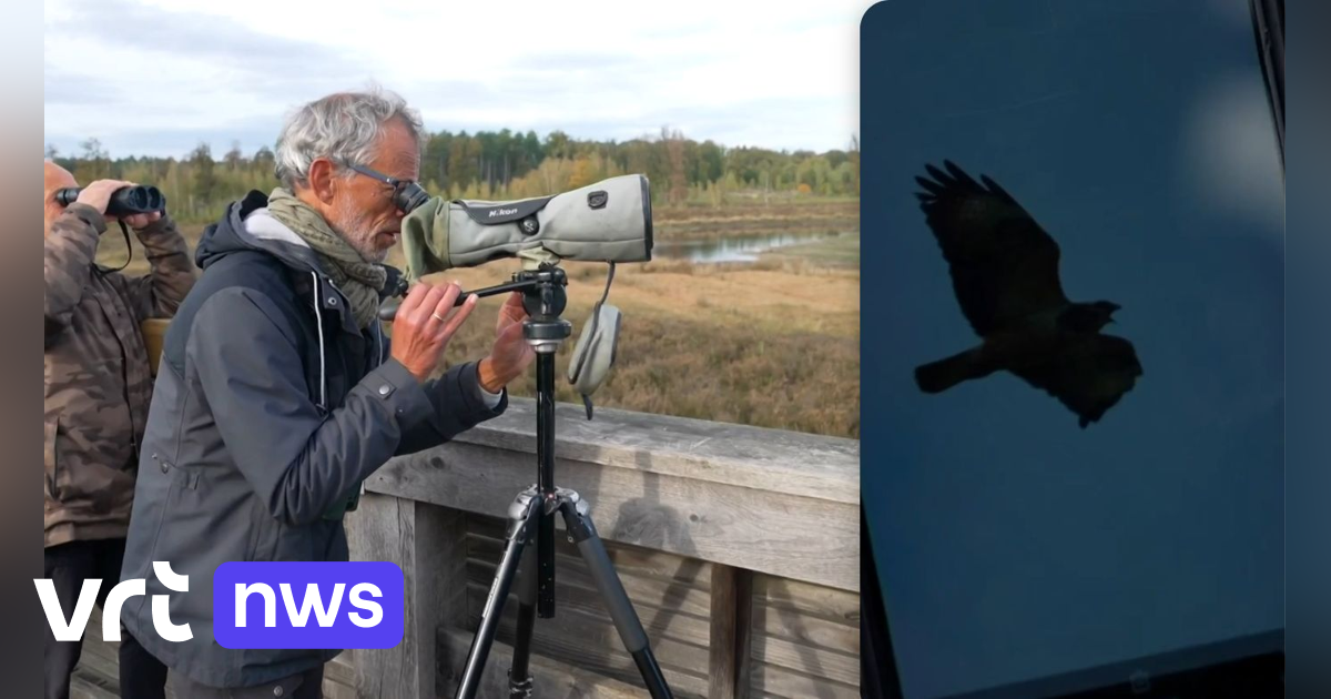 Massale vogeltrek dit weekend: "Op heel korte tijd 150 buizerds gezien, dat is echt wel kicken"
