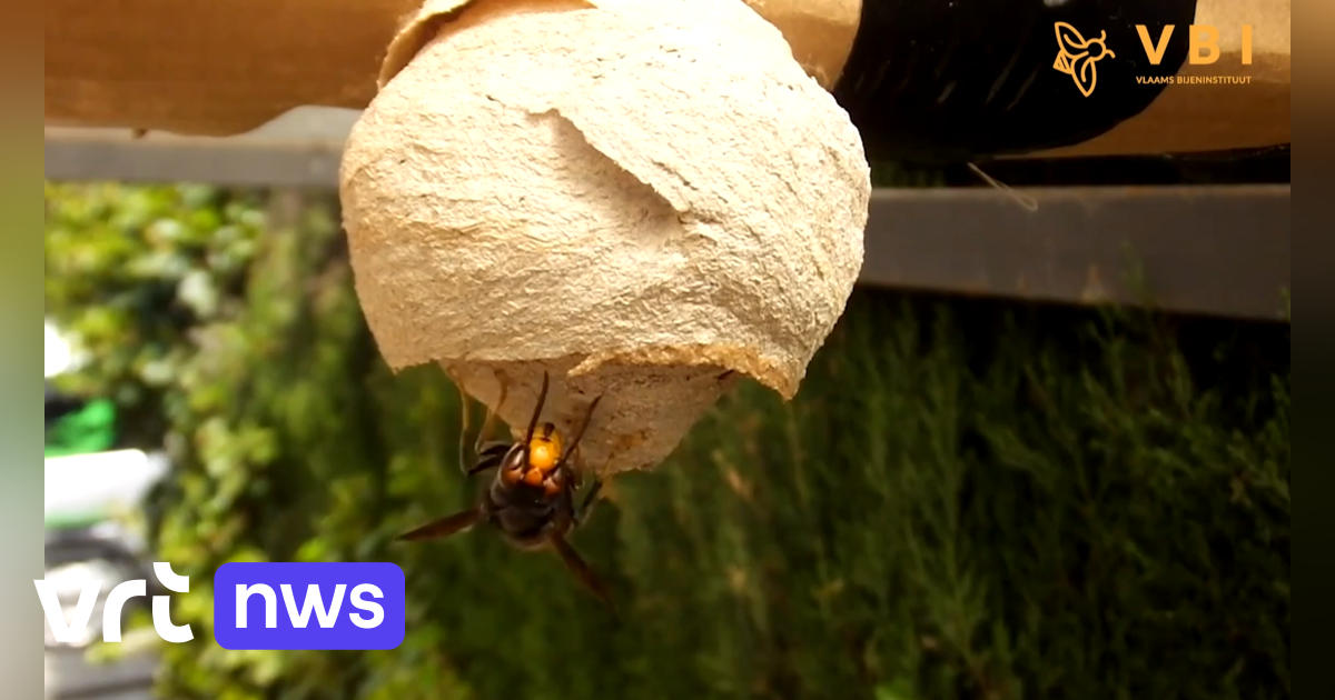 Voorjaarsval in strijd tegen Aziatische hoornaar: “Iedere gevangen koningin is potentieel een groot 