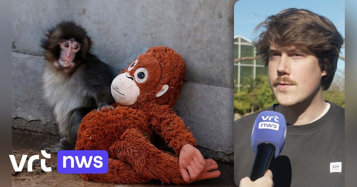 VIDEO ZOO Planckendael over internetsensatie Punch: 