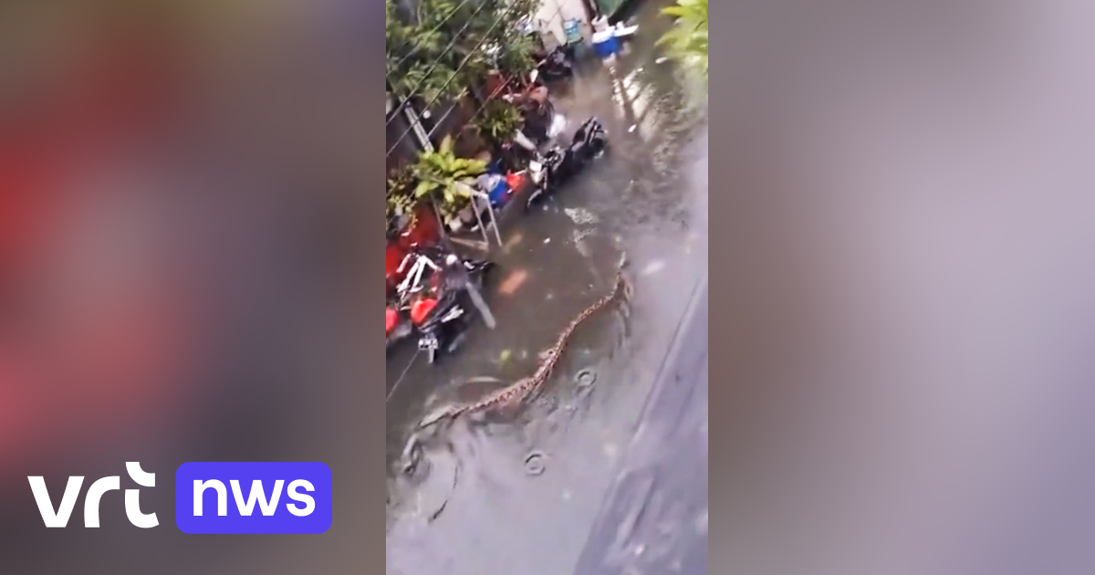 VIDEO 5 meter lange python zwemt door straten op Bali | VRT NWS Nieuws