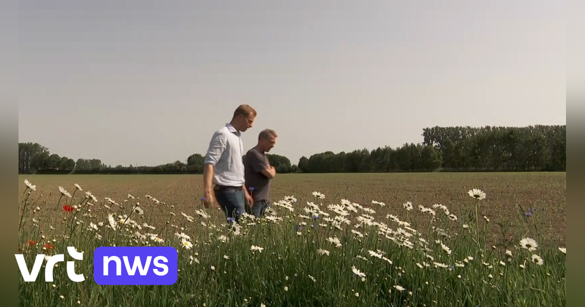VIDEO Goed voor biodiversiteit en ook gewoon prachtig: boer Laurent uit Sint-Laureins zaait bloemen 