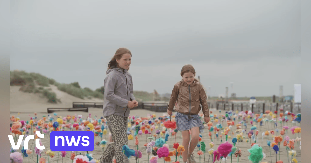 VIDEO Pleegzorg Vlaanderen bezaait strand van Nieuwpoort met strandbloemen in zoektocht naar opvangp