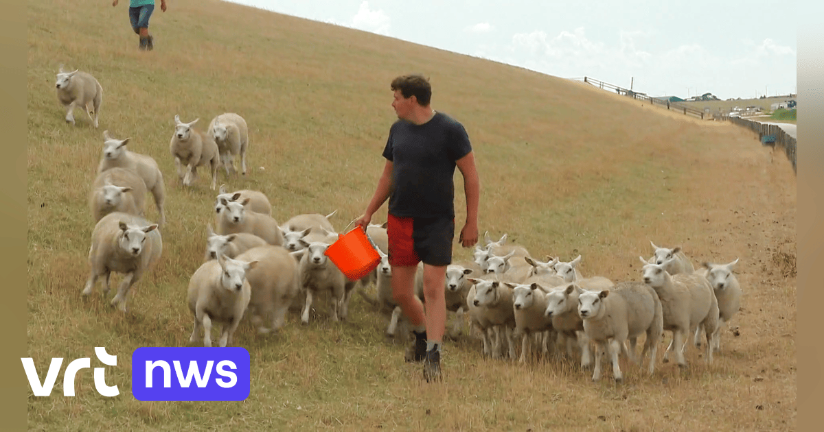 VIDEO Te weinig gras door droogte: schapen weggehaald van eiland Texel
