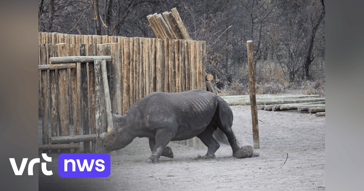 Black Rhino Population Makes A Comeback Despite Poaching Threats