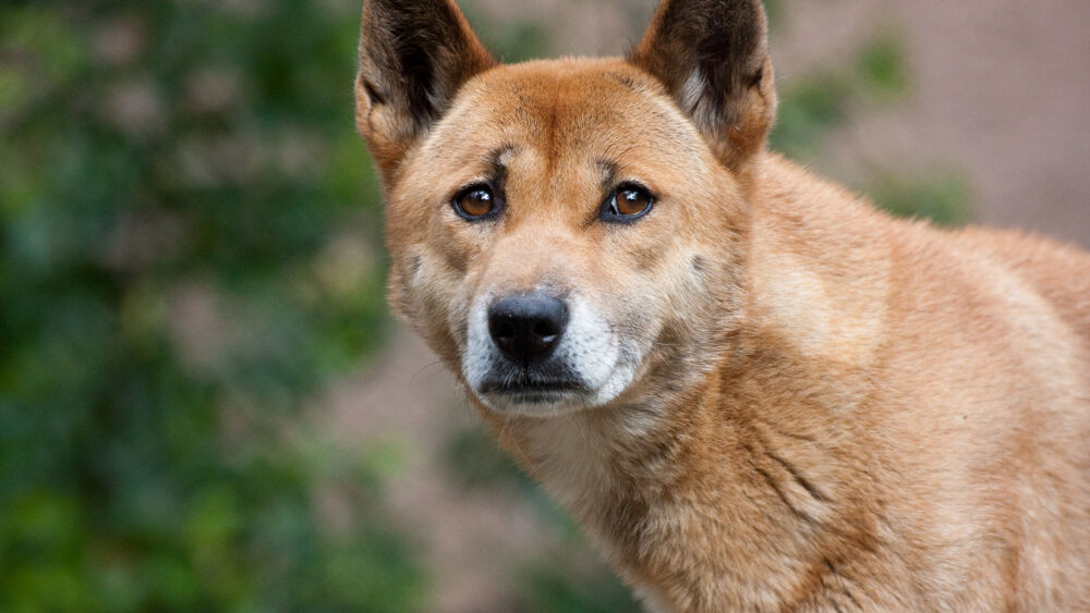 Foto De zingende hond uit Nieuw Guinea (Canis lupus hallstromi) behoort tot een aparte afstammingslijn van honden uit Azië en Oceanië.