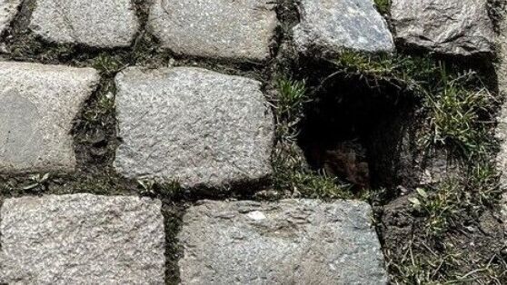 Bruges Alderman asks tourists to stop stealing cobblestones | VRT NWS: news