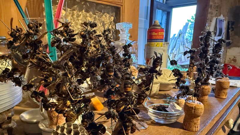 Foto De gevangen hoornaars steekt Charly op pinnen.