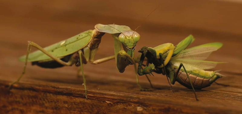 Foto Bron: Journal of Orthoptera Research