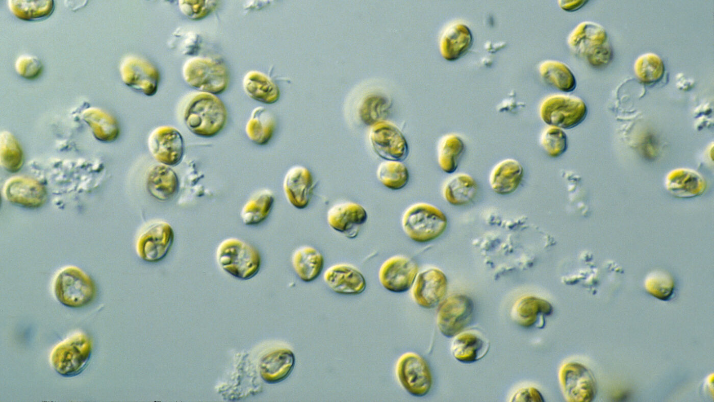 Foto Foto: Wikimedia