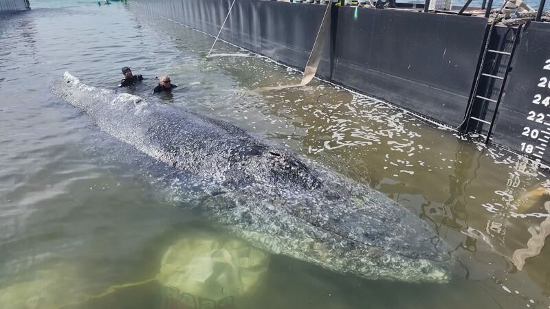 Foto: Buckelwal Timmy wurde letzte Woche in einem schwimmenden Becken in die Nordsee geleitet. Foto: Action Press