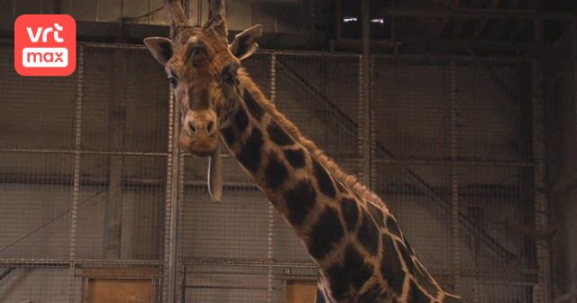 Dublin Zoo Aflevering 2 (Seizoen 7) VRT MAX