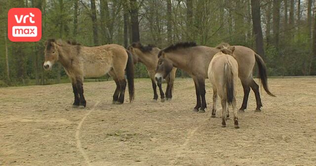 dieren-in-nesten-aflevering-9-seizoen-8-vrt-max
