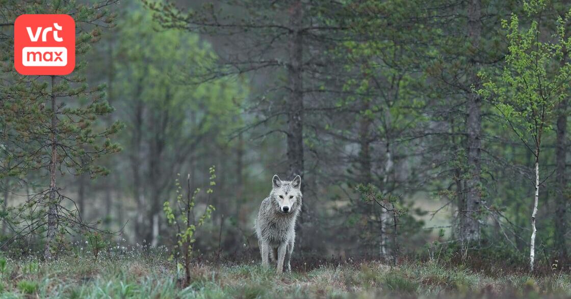 De wolf staat ter discussie in het Europees Parlement: "Andere dieren