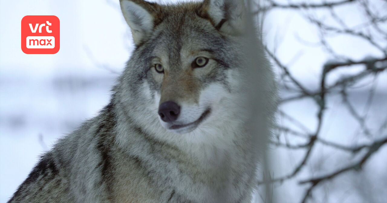 Wild Russia - 3 (1) | VRT MAX