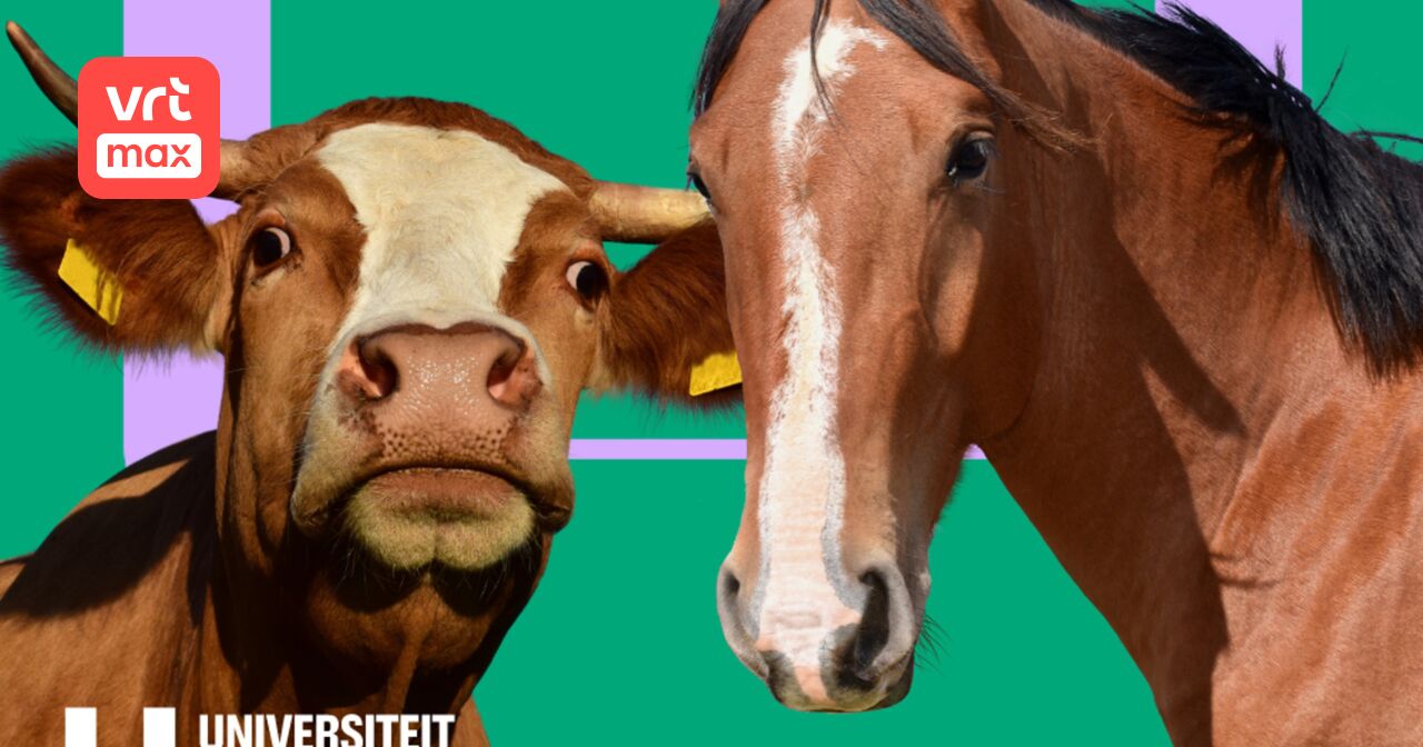 159. Kan je een paard en een koe kruisen? - Universiteit van Vlaanderen