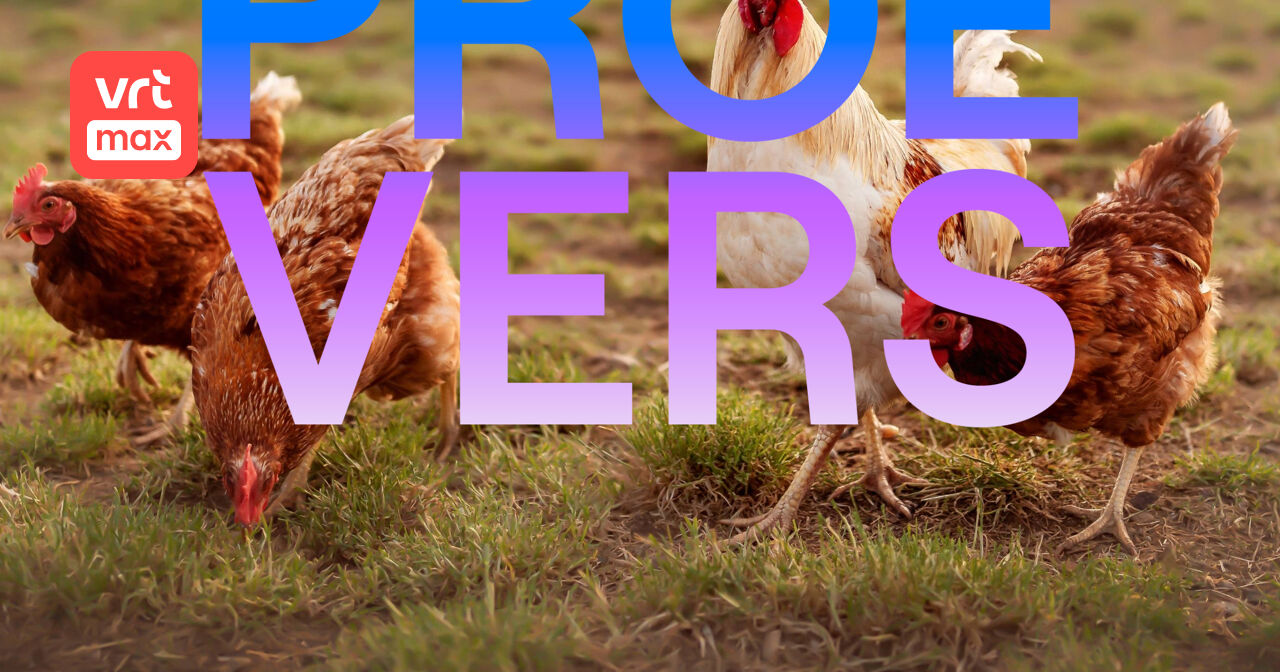 Alles wat je altijd al wilde en moest weten over de kip - Voorproevers