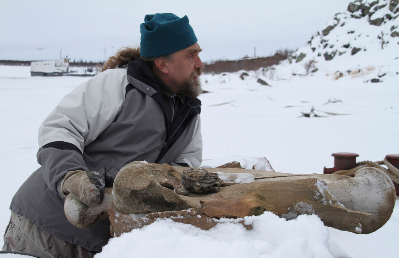 Een Russische onderzoeker met mammoetbeenderen in het noordoosten van Siberië.