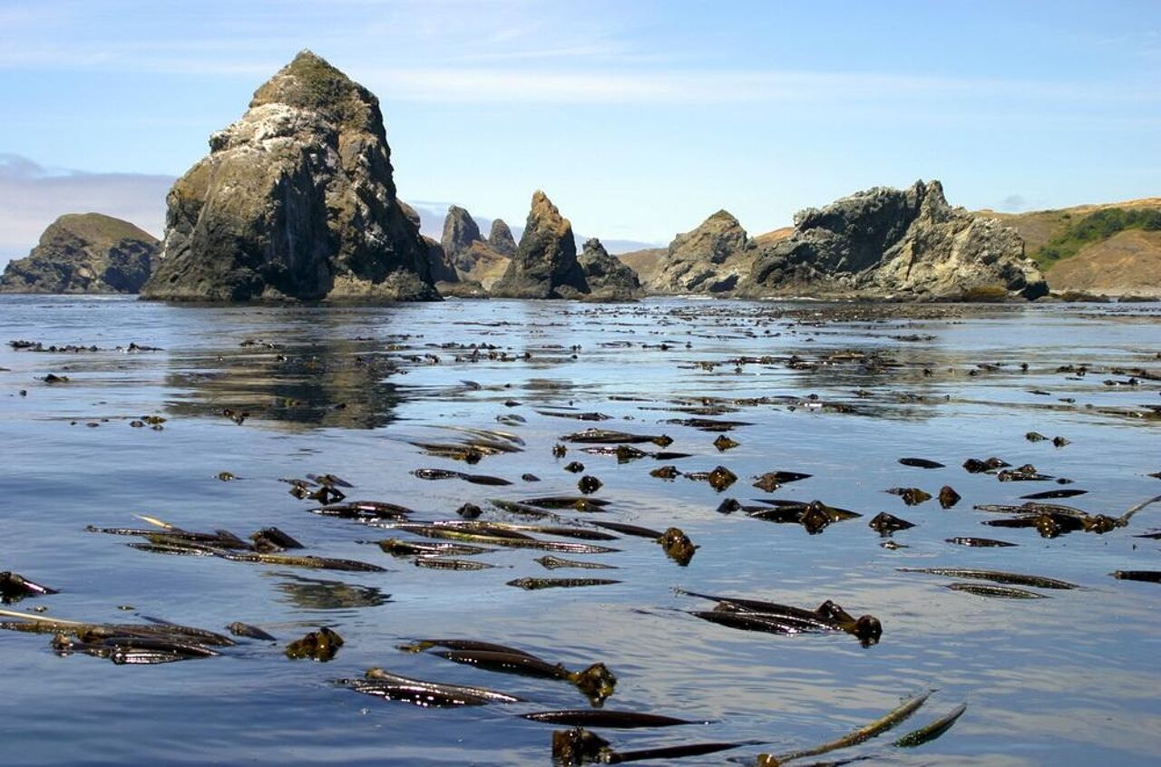 Kelpbedden zoals dit aan de kust van Oregon, trekken zalm en ander  zeeleven aan, waarmee de eerste bewoners van Amerika zich konden voeden.
