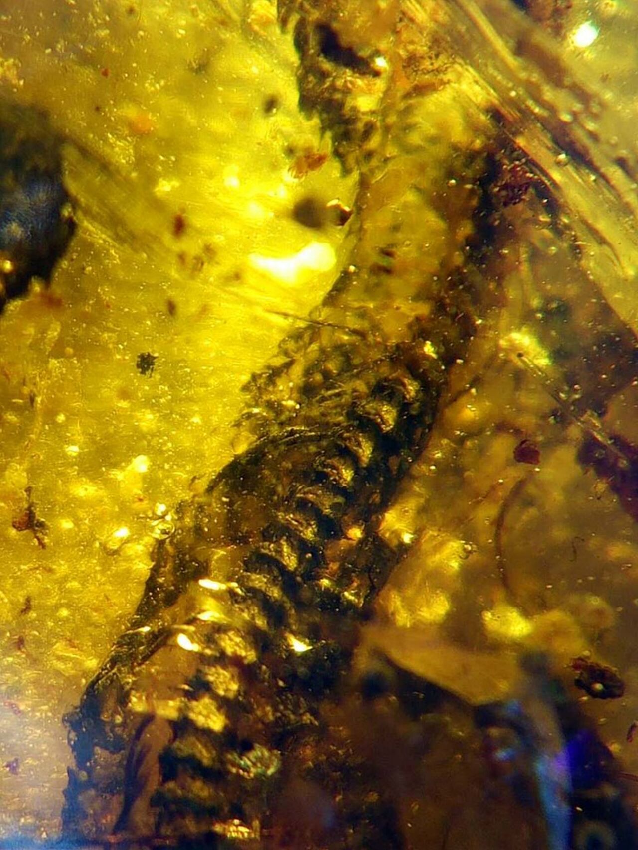 De ruggenwervels van het slangetje zijn duidelijk te zien, en ze tonen aan dat het om een zeer jong dier gaat. (Foto: Lida Xing, China University of Geosciences Beijing)