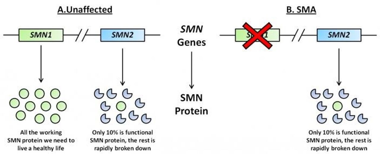 Sma software. Ген SMN. SMN гены. Белок SMN. Гена smn1 и smn2.