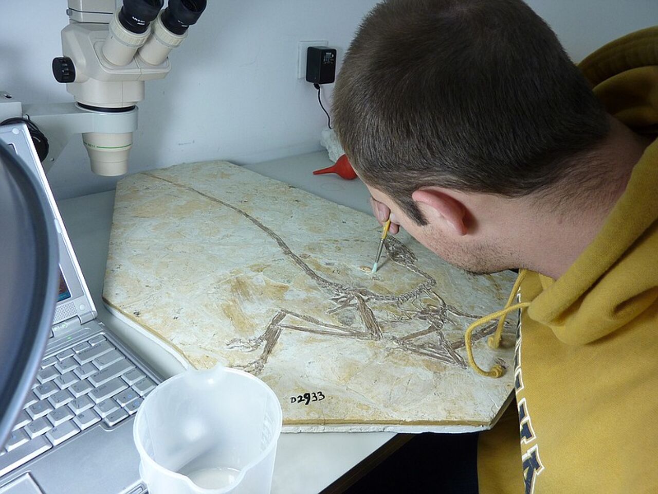Paleontoloog Ashley Poust bekijkt het fossiel van Wulong bohaiensis in het Dalian Natural History Museum in China. Ashley Poust