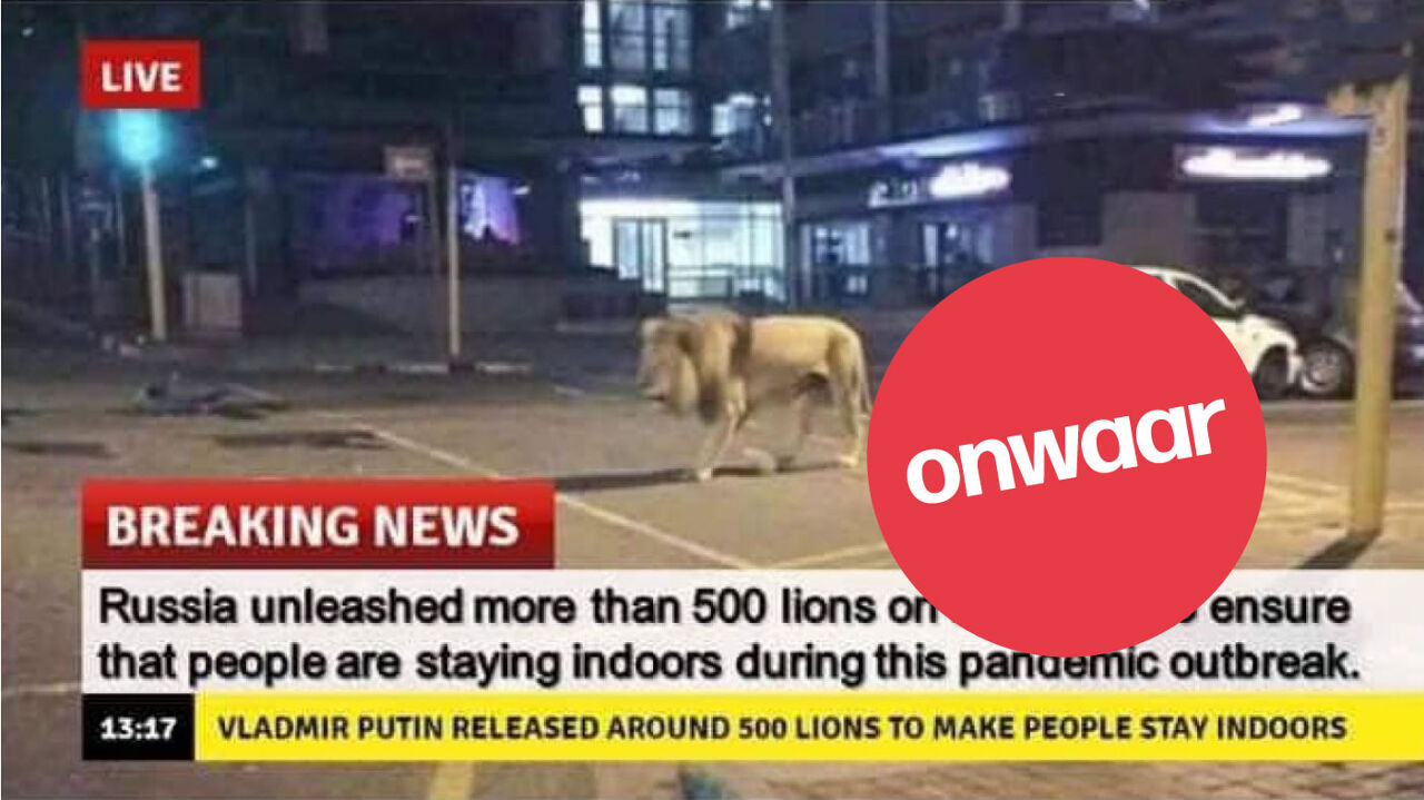 Een foto vanuit Rusland waar een leeuw door de straat loopt.
