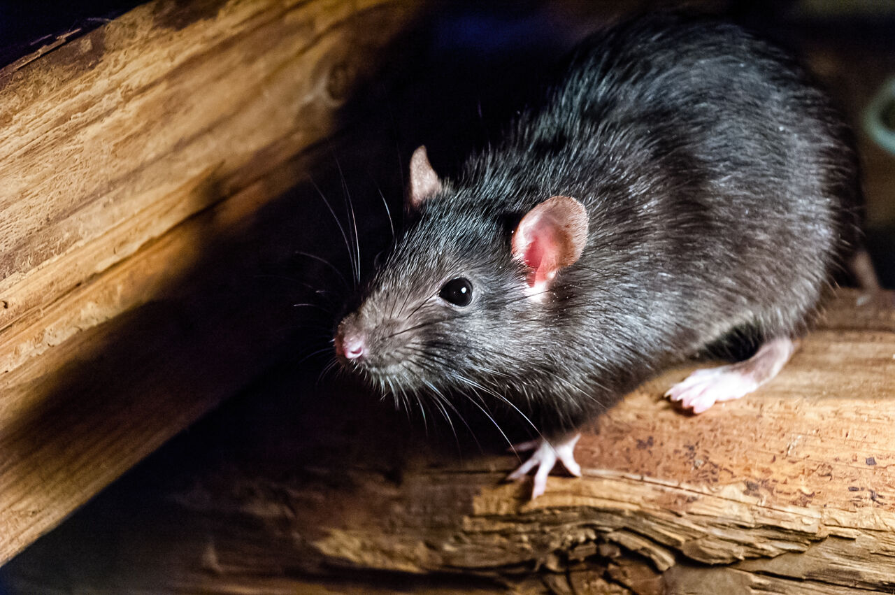 Afbeelding van een rat.