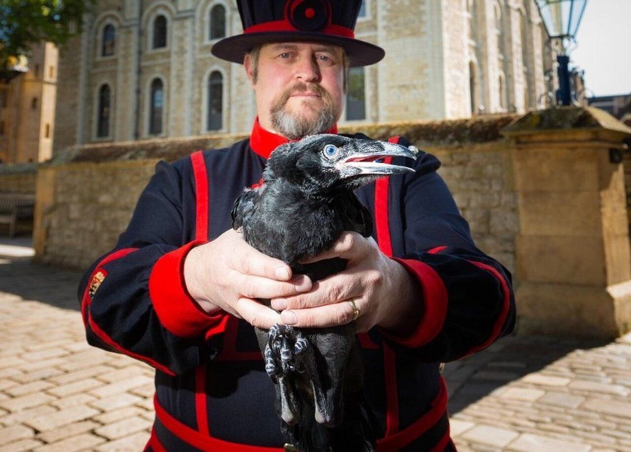 Six ravens. Лондонский Тауэр вороны. Тауэр бифитеры с воронами. Tower of London вороны. Бифитеры и вороны Тауэра.