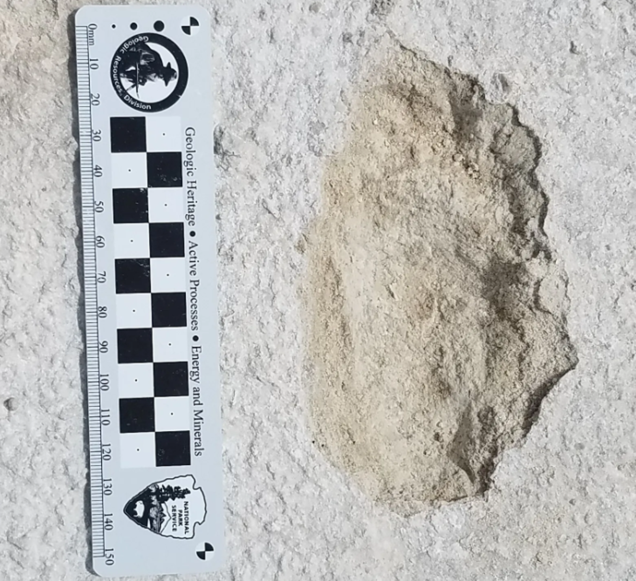 Fossiele voetafdrukken: prehistorische vrouw haastte zich met peuter ...