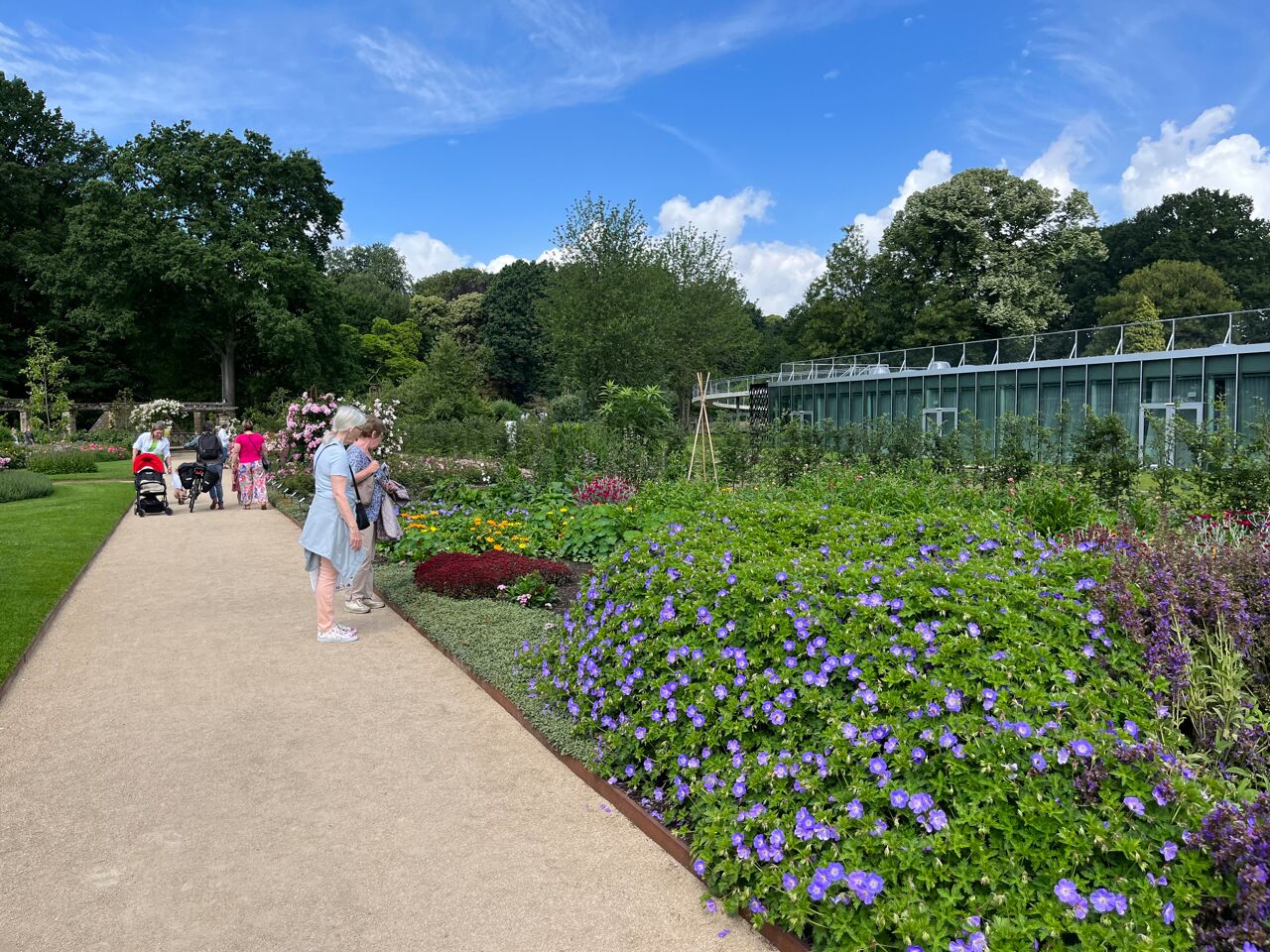 Vernieuwde rozentuin Rivierenhof in Antwerpen gaat open "Het is hier