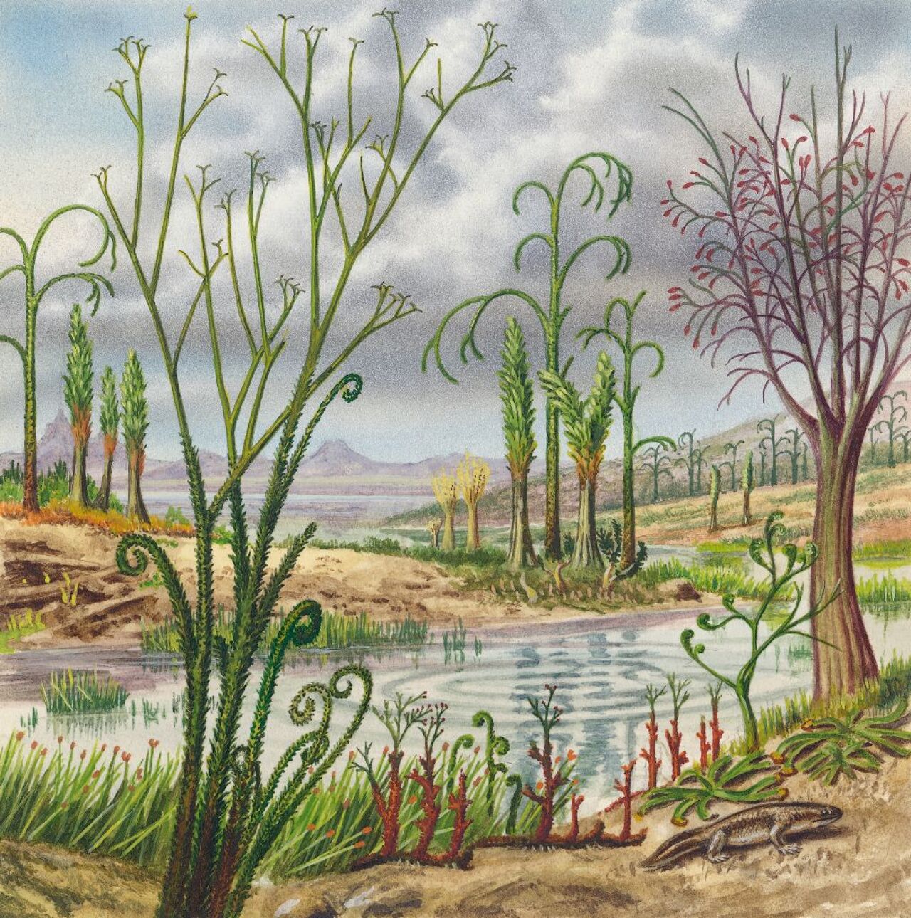 This drawing shows primitive plants, trees, and animals early in Earth's evolution, including Asteroxylon, Archaeo-Sigillaria, Pseudosporochnus, Duesbergia, Archaeopteris, Srepanophyeus, Rhynia, and Ichthyostega. This drawing shows primitive plants, trees, and animals early in Earth's evolution, including Asteroxylon, Archaeo-Sigillaria, Pseudosporochnus, Duesbergia, Archaeopteris, Srepanophyeus, Rhynia, and Ichthyostega.