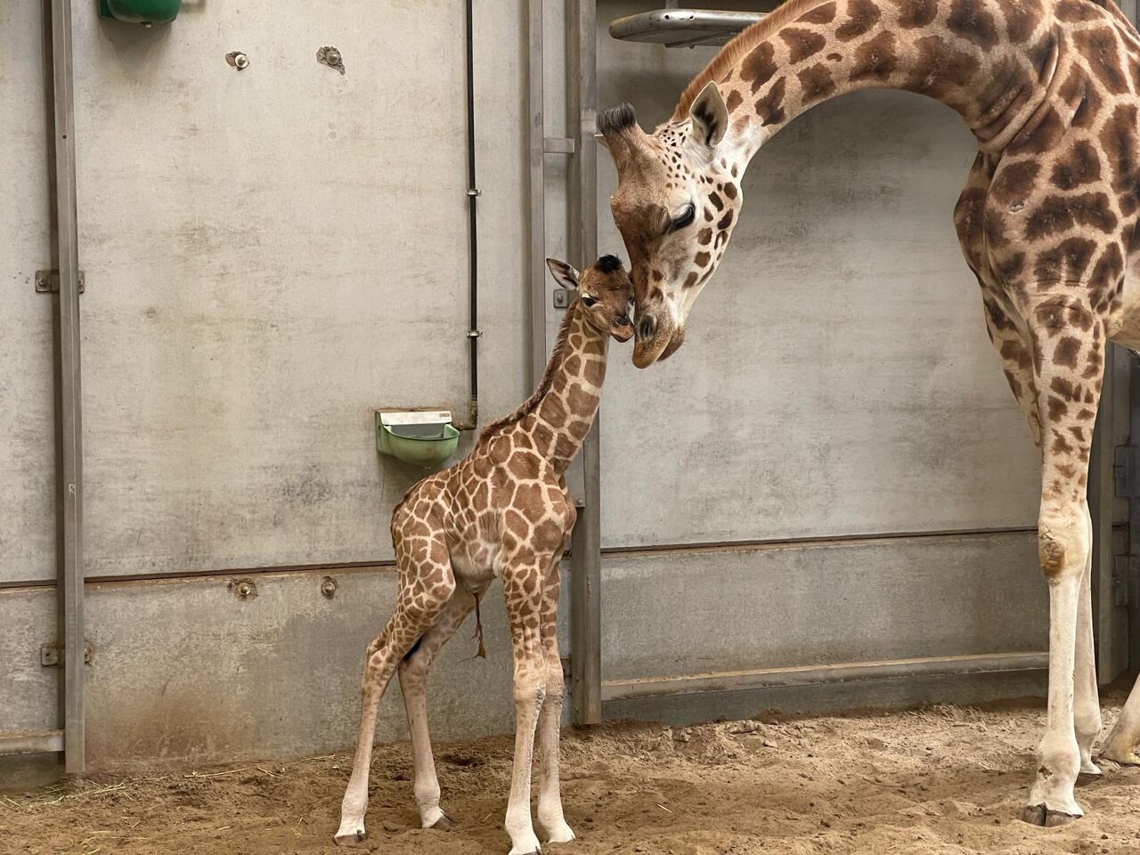 Babygiraf Geboren In Bellewaerde Park In Ieper VRT NWS Nieuws