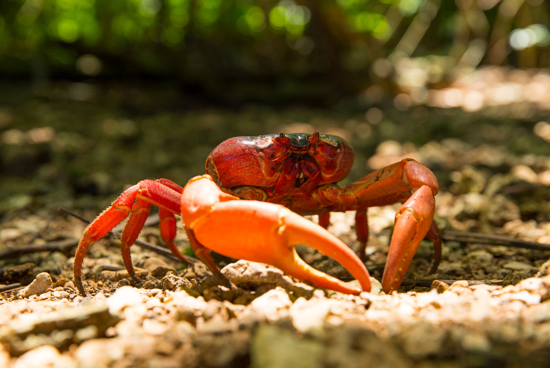 Crab world realm of the robber crab Christmas Island VRT MAX