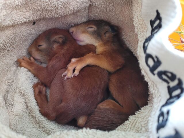 Vogelopvangcentrum Neteland vangt zijn eerste baby-eekhoorn van het