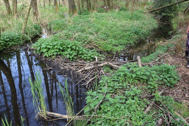 60 deelnemers voor beverexpeditie in Oudsbergen op Dag van de Bever