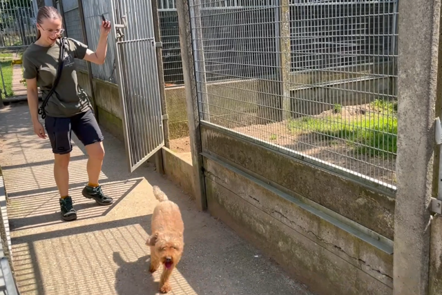 BEKIJK: Dierenasiel van Genk overvol: ”Het duurt langer voor honden en ...