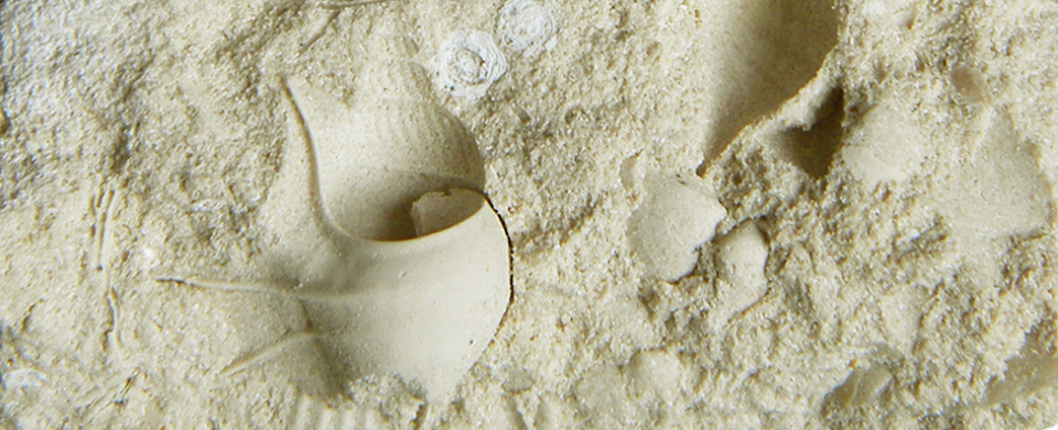 Schelpen van de soort Aporrhais limburgensis in kalksteen uit de buurt van Maastricht.