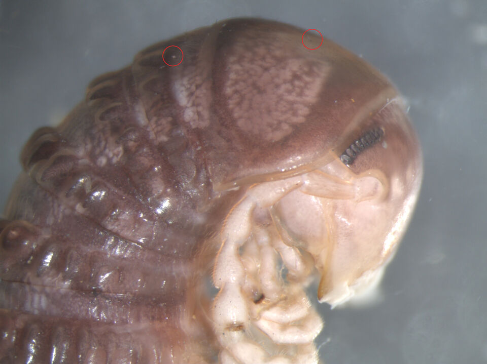 De foto van een miljoenpoot op Twitter waarop de nieuwe soort schimmel (in de rode cirkeltjes) ontdekt werd: