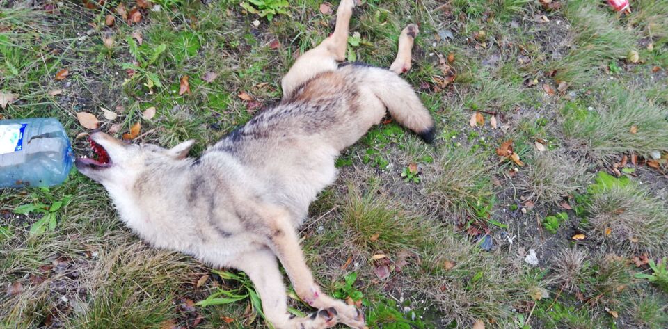 Wolf doodgereden in Limburg, wellicht gaat het om een van