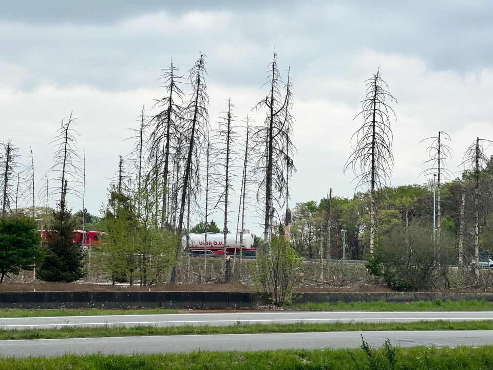 Aangetaste naaldbomen door de letterzetter-schorskever