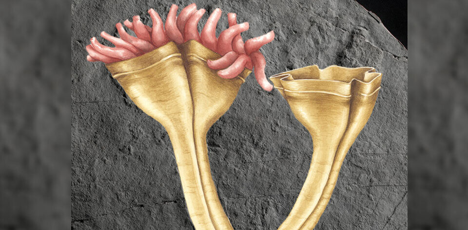 Een voorstelling van hoe Auroralumina attenboroughii eruitgezien kan hebben. 