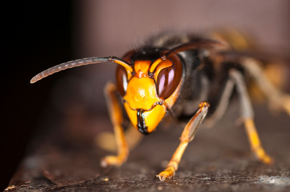 Hoe Herken Je Een Aziatische Hoornaar En Wat Moet Je Doen Als Je Er Een Ziet?  | Vrt Nws: Nieuws