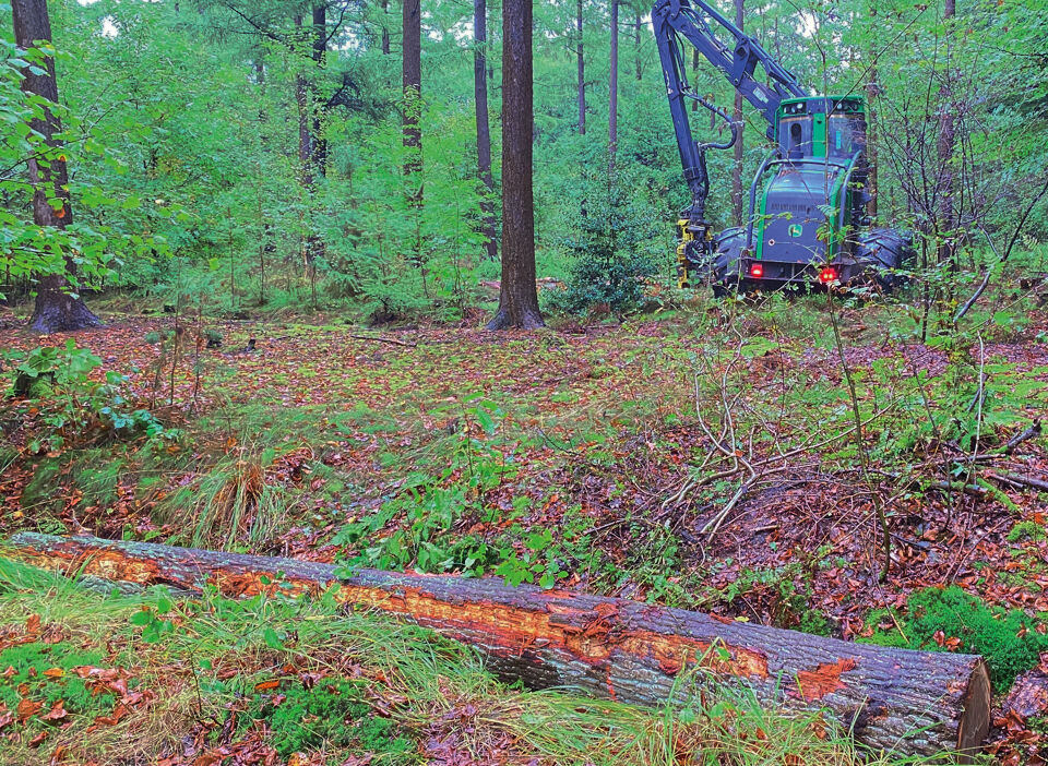 Westerlo verontwaardigd over "kaalkap" in bosgebied De Beeltjes, Natuur
