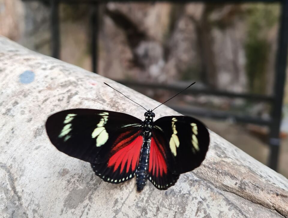 Honderden vlinders fladderen door exotische serre van ZOO Antwerpen