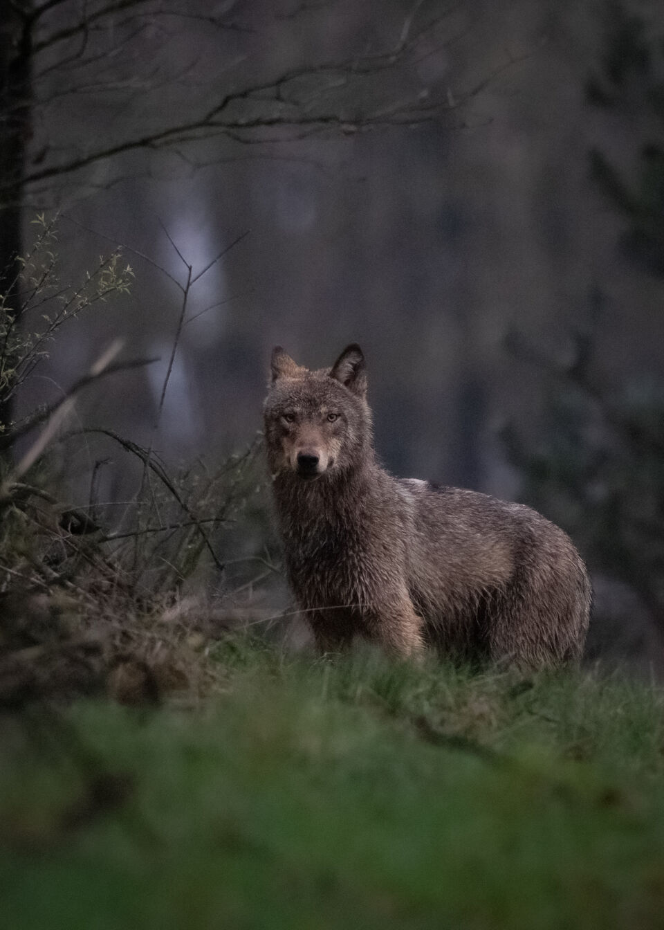 Natuurfotograaf Staat Oog In Oog Met Wolf In Noord Limburg Adrenaline