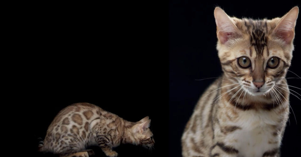How cats conquered the world VRT MAX
