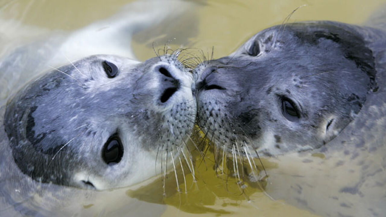 Nombre Record De Bébés Phoques Au Sea Life Center | VRT NWS: Le Site D ...