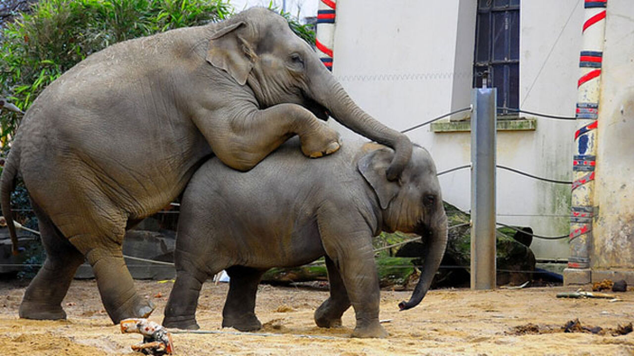 Daarom is een olifant zo lang zwanger | VRT NWS: nieuws