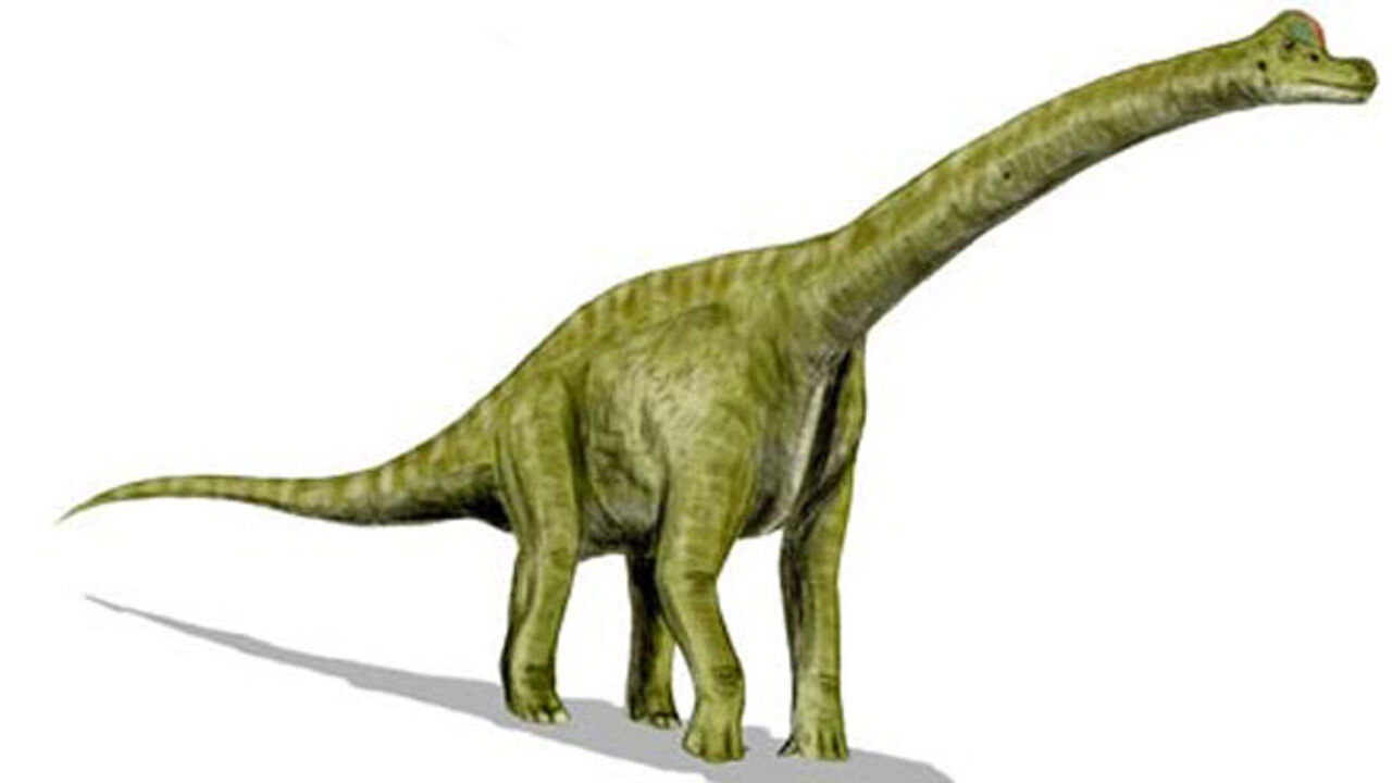Диплодок Брахиозавр Апатозавр